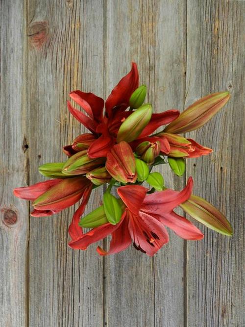 Wholesale Red L.A. Hybrid Lilies Delivered Online FlowerFarm